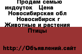 Продам семью индоуток › Цена ­ 4 200 - Новосибирская обл., Новосибирск г. Животные и растения » Птицы   